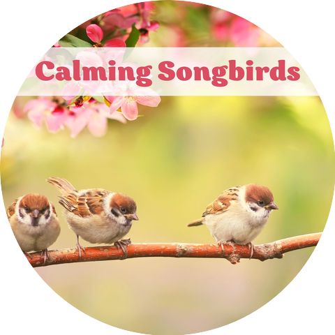 Sleeping Birds Music