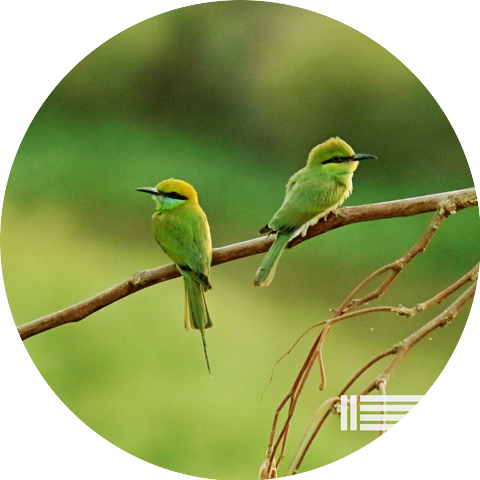 Birds In The Forest