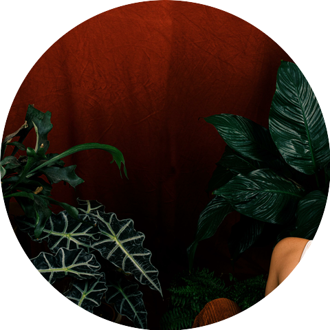 Bondi Fern
