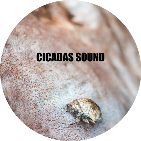Cicadas Sound