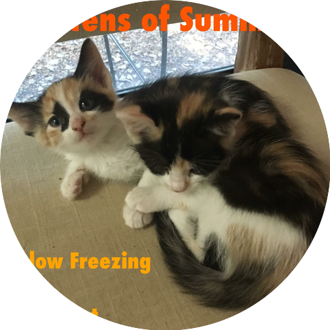Below Freezing & the Quest