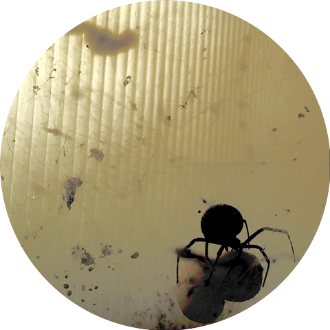 Mean Black Spider
