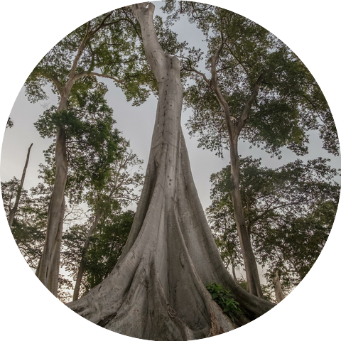 Vakrorth Bhodardreesh