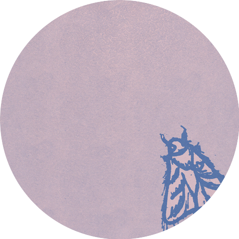 Sallow Moth