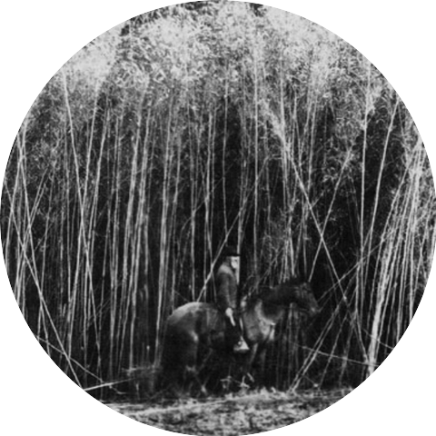 Wulven