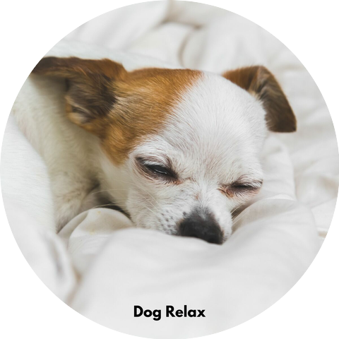 Music For Your Dog