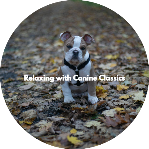 Dog Separation Anxiety Music