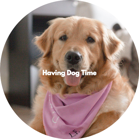 Music for Leaving Dogs Home Alone