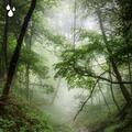 Sleepy Rain Sounds