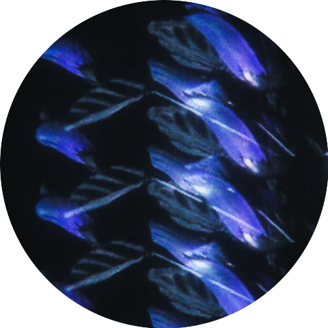Zerotonin