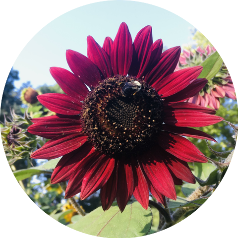 Mouth Trumpet Orchestra