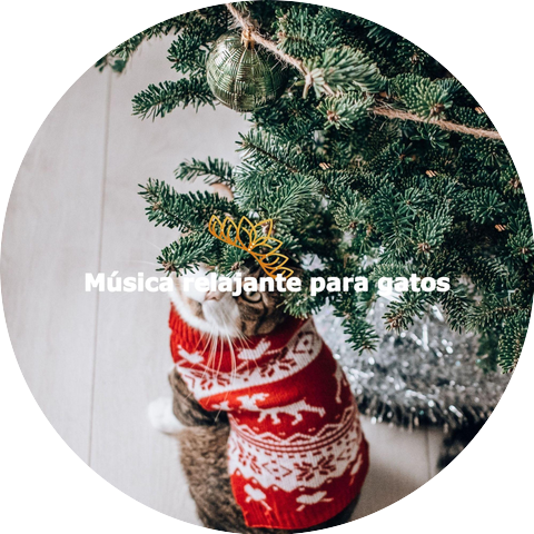 Bossa Nova Jazz Playlist