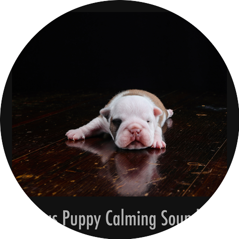 Calming Puppy Relaxation