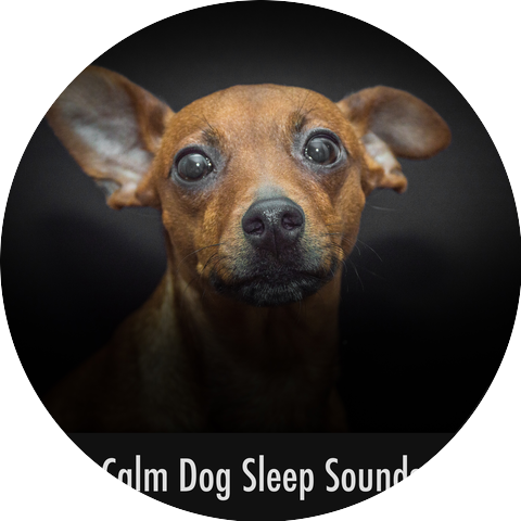 Dog Sleep Soundtrack