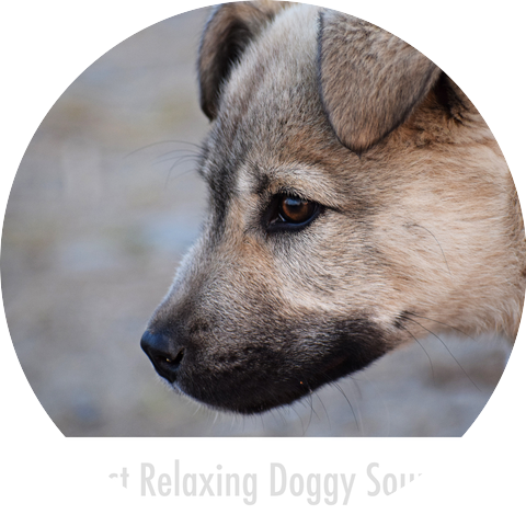 Doggy Sleep Relaxation