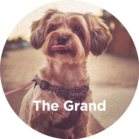 StreamDawg