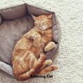 Music for Cats Peace