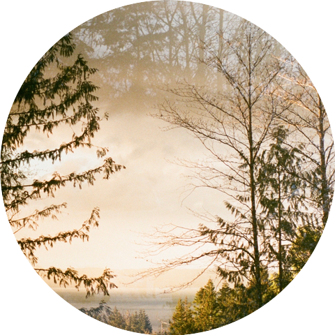 The Bird's Companion