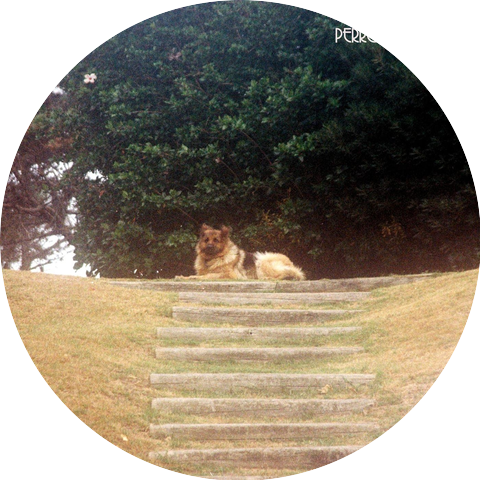 Perro Random