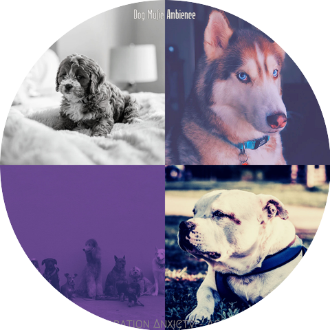 Dog Music Ambience