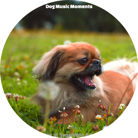 Dog Music Moments