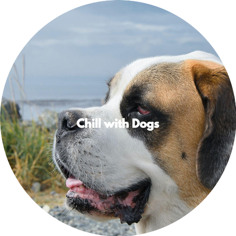 Music for Dogs Playlist