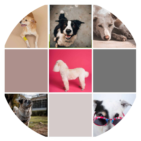 Music for Dogs Beats