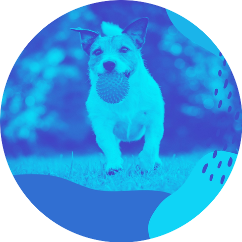 Calm Music for Dogs