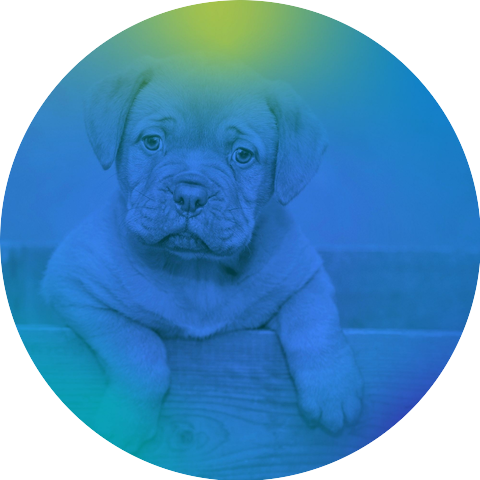 Easy Listening Music for Dogs