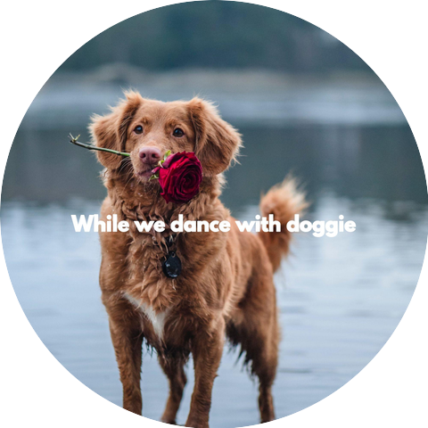 Dog Music Playlists