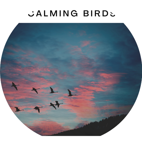 Afternoon Bird Chorus