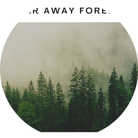 Rain Forest and Tropical Beach Sound