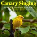 Canary and Birds Sounds