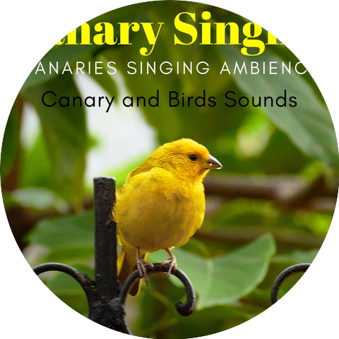 Canary and Birds Sounds
