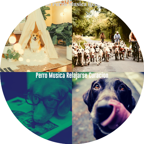 Perro Musica Relajarse Curacion