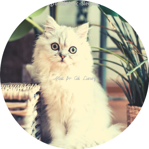 Music for Cats Luxury