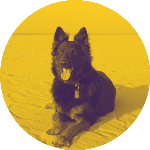 Piano Music for Dogs Classics