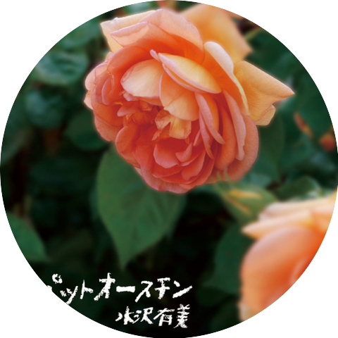 水沢有美