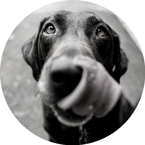 Dog Calming Music Vibes