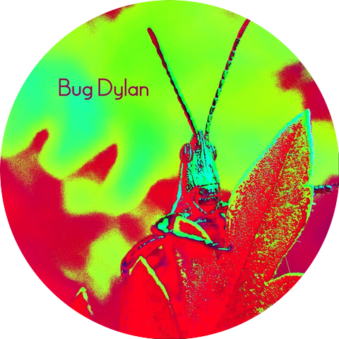 Bug Dylan