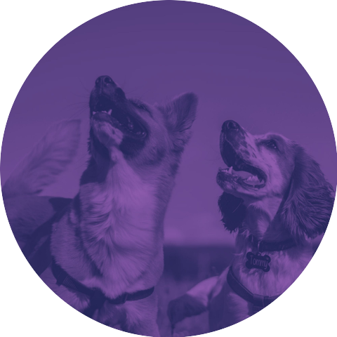 Fashionable Dog Calming Music