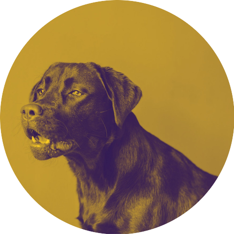 Feel Good Dog Calming Music