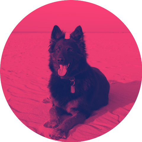 Comfortable Dog Calming Music