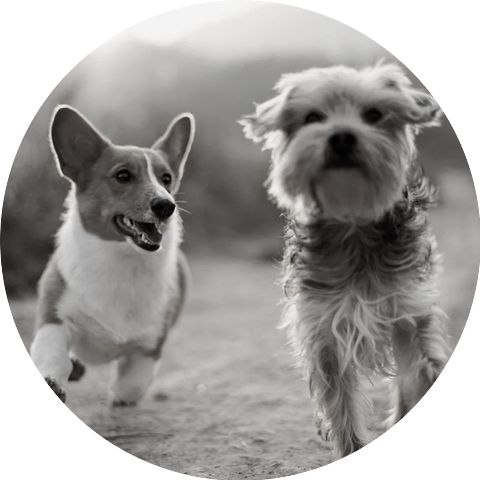 Pleasant Dog Calming Music