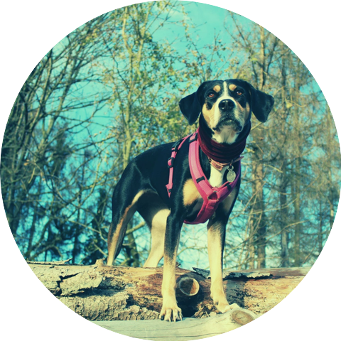Dog Calming Music Moments