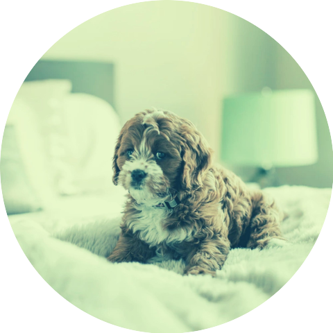 Pure Dog Calming Music