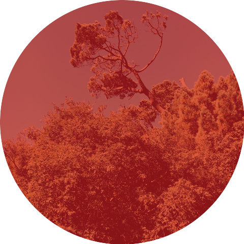 Armenian Duduk Seduction