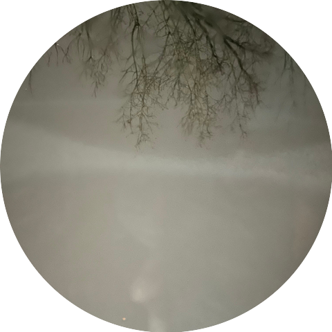 Tree Branch