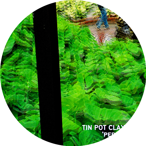 Tin Pot Clay Man