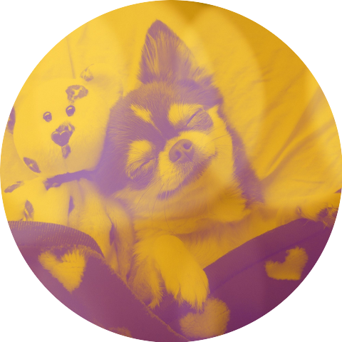 Relaxing Dog Music Bgm